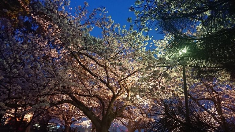 お花見 in 舞鶴公園
